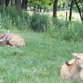 Bőszénfai Szarvasfarm, Bőszénfa - Egyéb