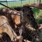 Bőszénfai Szarvasfarm Bőszénfa - Egyéb