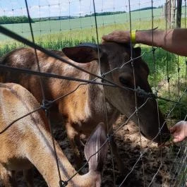 Bőszénfai Szarvasfarm, Bőszénfa - Egyéb