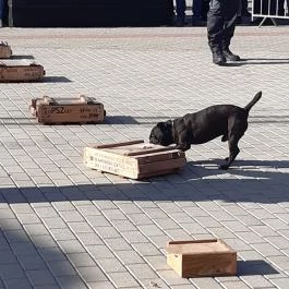 CsabaPark Békéscsaba - Egyéb