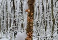 Csörgő Szurdok Mátraszentimre