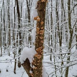 Csörgő Szurdok Mátraszentimre - Egyéb