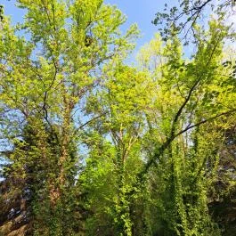 Deseda Kaposvár - Egyéb