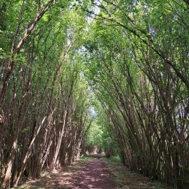 Deseda Kaposvár - Egyéb