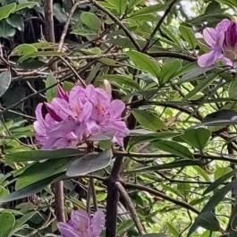 Deseda Kaposvár - Egyéb