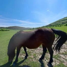 Farkaskútvölgy Felsőtold - Egyéb