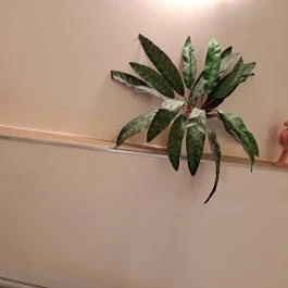 Flamingó Apartmanház Hévíz - Egyéb