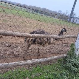 Garabonciás Farm és a 7 Vezér Történelmi Kalandpark Garabonc - Egyéb