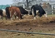 Garabonciás Farm és a 7 Vezér Történelmi Kalandpark Garabonc