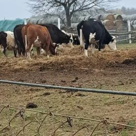 Garabonciás Farm és a 7 Vezér Történelmi Kalandpark Garabonc - Egyéb