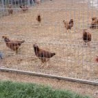 Garabonciás Farm és a 7 Vezér Történelmi Kalandpark Garabonc - Egyéb