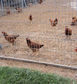 Garabonciás Farm és a 7 Vezér Történelmi Kalandpark