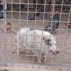 Garabonciás Farm és a 7 Vezér Történelmi Kalandpark Garabonc - Egyéb