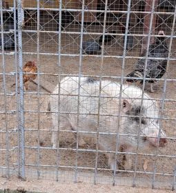 Garabonciás Farm és a 7 Vezér Történelmi Kalandpark