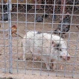 Garabonciás Farm és a 7 Vezér Történelmi Kalandpark Garabonc - Egyéb