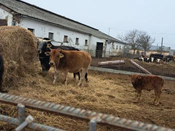 Garabonciás Farm és a 7 Vezér Történelmi Kalandpark Garabonc
