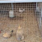 Garabonciás Farm és a 7 Vezér Történelmi Kalandpark Garabonc - Egyéb