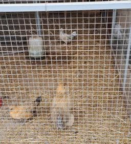 Garabonciás Farm és a 7 Vezér Történelmi Kalandpark