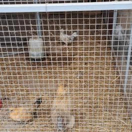 Garabonciás Farm és a 7 Vezér Történelmi Kalandpark Garabonc - Egyéb