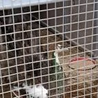 Garabonciás Farm és a 7 Vezér Történelmi Kalandpark Garabonc - Egyéb