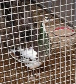 Garabonciás Farm és a 7 Vezér Történelmi Kalandpark