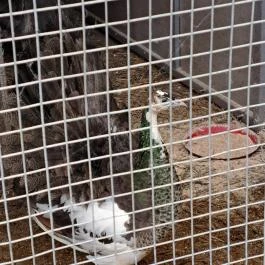 Garabonciás Farm és a 7 Vezér Történelmi Kalandpark Garabonc - Egyéb