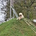 Garabonciás Farm és a 7 Vezér Történelmi Kalandpark Garabonc - Egyéb