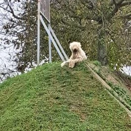 Garabonciás Farm és a 7 Vezér Történelmi Kalandpark Garabonc - Egyéb