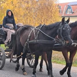 Garabonciás Farm és a 7 Vezér Történelmi Kalandpark Garabonc - Egyéb