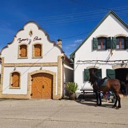Hajósi pincefalu Hajós - Egyéb