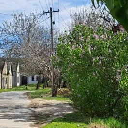 Hajósi pincefalu Hajós - Egyéb