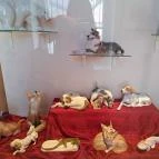 Hansági Múzeum - Cselley Ház Mosonmagyaróvár - Egyéb