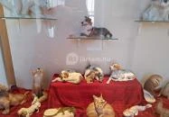 Hansági Múzeum - Cselley Ház Mosonmagyaróvár