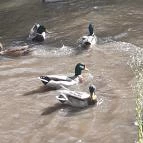 Szabadkígyósi Wenckheim-kastély Szabadkígyós - Egyéb