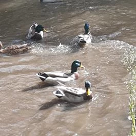 Szabadkígyósi Wenckheim-kastély Szabadkígyós - Egyéb