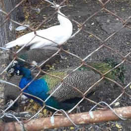 Szabadkígyósi Wenckheim-kastély Szabadkígyós - Egyéb