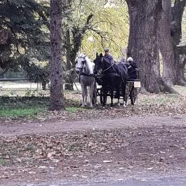 Szabadkígyósi Wenckheim-kastély Szabadkígyós - Egyéb