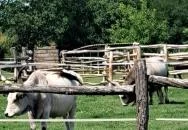 Hatvani Vadaspark Hatvan