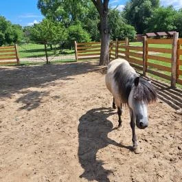 Hatvani Vadaspark Hatvan - Egyéb