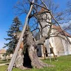 Hédervári Árpád-tölgy Hédervár - Egyéb