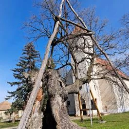 Hédervári Árpád-tölgy Hédervár - Egyéb