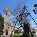 Hédervári Árpád-tölgy Hédervár - Egyéb