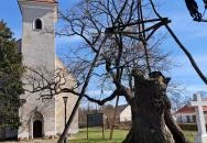 Hédervári Árpád-tölgy Hédervár