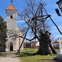 Hédervári Árpád-tölgy Hédervár - Egyéb