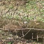 Hédervári kastély Hédervár - Egyéb