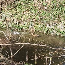 Hédervári kastély Hédervár - Egyéb