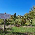 Iskolai tankert Csömör - Egyéb