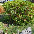 Zuglói Japánkert Budapest - Egyéb