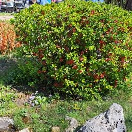 Zuglói Japánkert Budapest - Egyéb