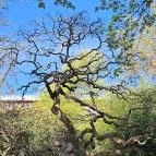 Zuglói Japánkert Budapest - Egyéb